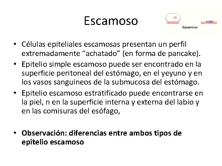 Escamoso • Células epiteliales escamosas presentan un perfil extremadamente “achatado” (en forma de pancake).