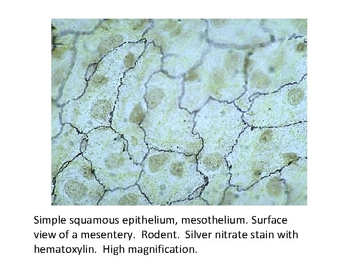 Simple squamous epithelium, mesothelium. Surface view of a mesentery. Rodent. Silver nitrate stain with