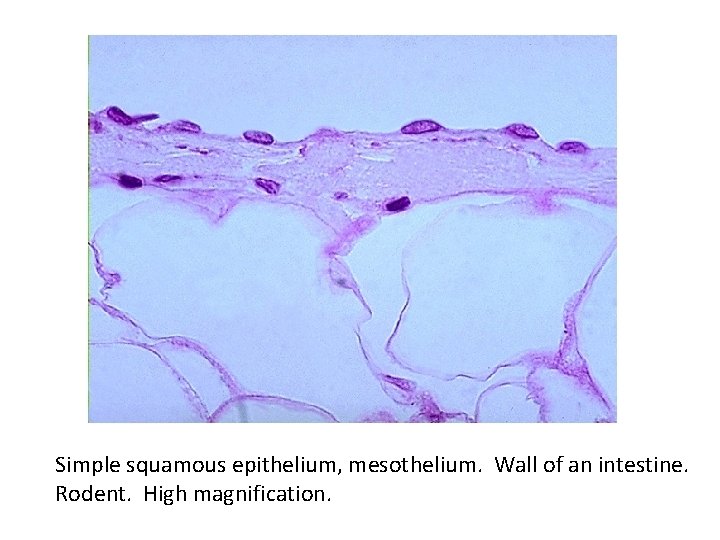 Simple squamous epithelium, mesothelium. Wall of an intestine. Rodent. High magnification. 