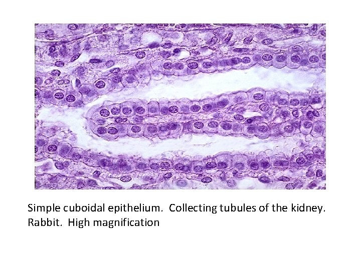 Simple cuboidal epithelium. Collecting tubules of the kidney. Rabbit. High magnification 