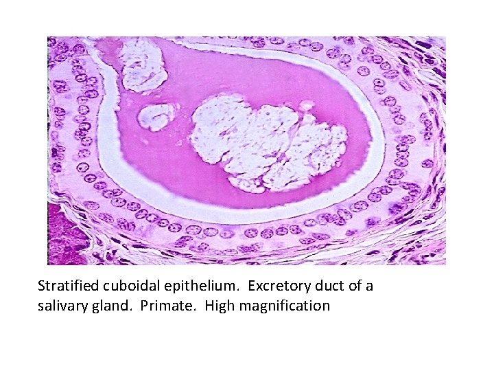 Stratified cuboidal epithelium. Excretory duct of a salivary gland. Primate. High magnification 
