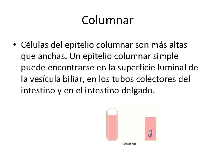 Columnar • Células del epitelio columnar son más altas que anchas. Un epitelio columnar