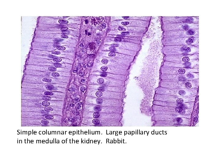 Simple columnar epithelium. Large papillary ducts in the medulla of the kidney. Rabbit. 