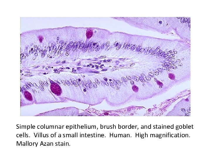Simple columnar epithelium, brush border, and stained goblet cells. Villus of a small intestine.