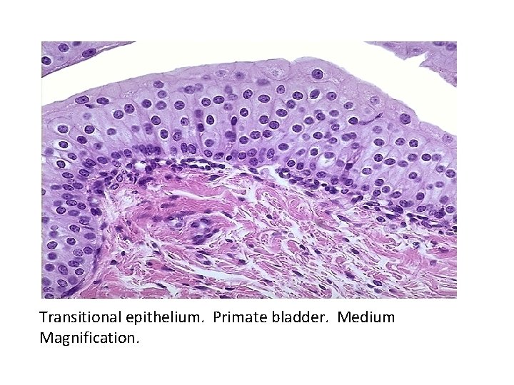 Transitional epithelium. Primate bladder. Medium Magnification. 