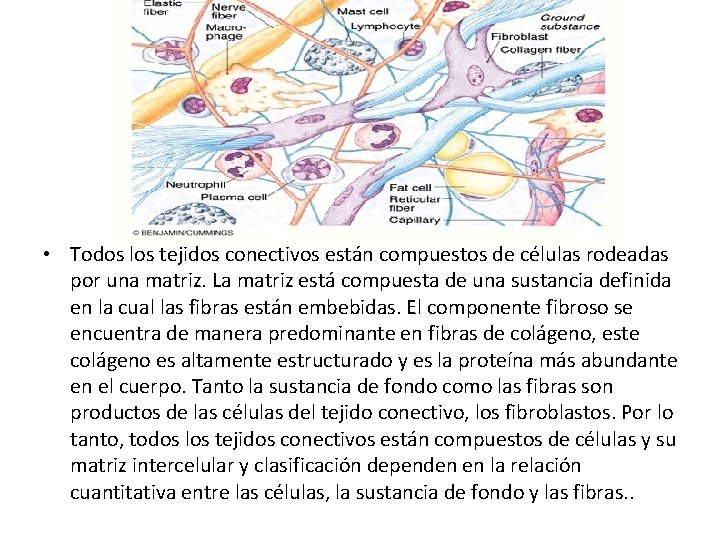  • Todos los tejidos conectivos están compuestos de células rodeadas por una matriz.