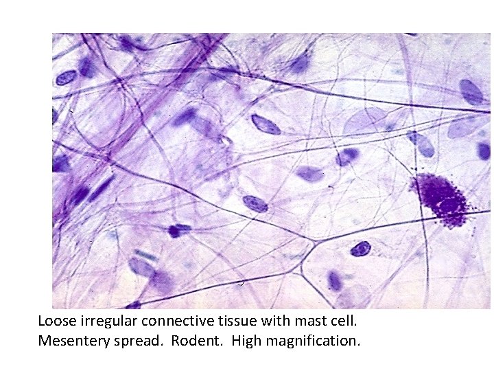 Loose irregular connective tissue with mast cell. Mesentery spread. Rodent. High magnification. 