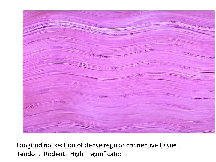 Longitudinal section of dense regular connective tissue. Tendon. Rodent. High magnification. 