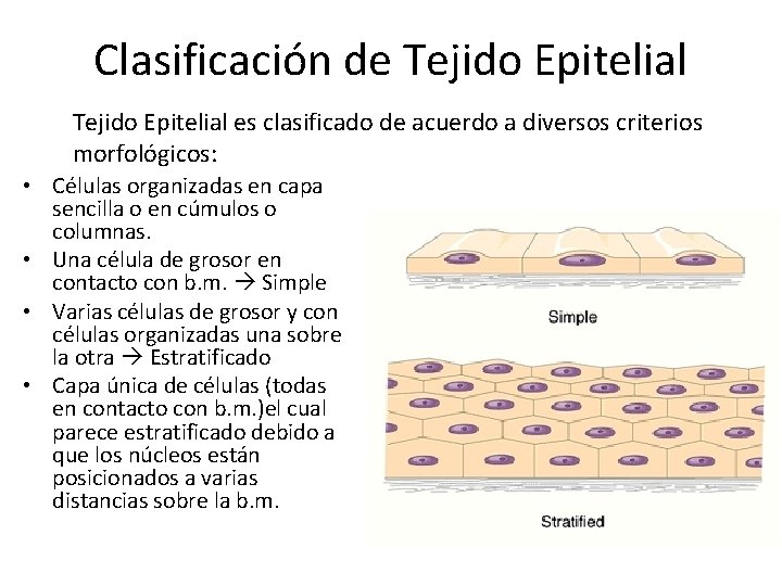 Clasificación de Tejido Epitelial es clasificado de acuerdo a diversos criterios morfológicos: • Células