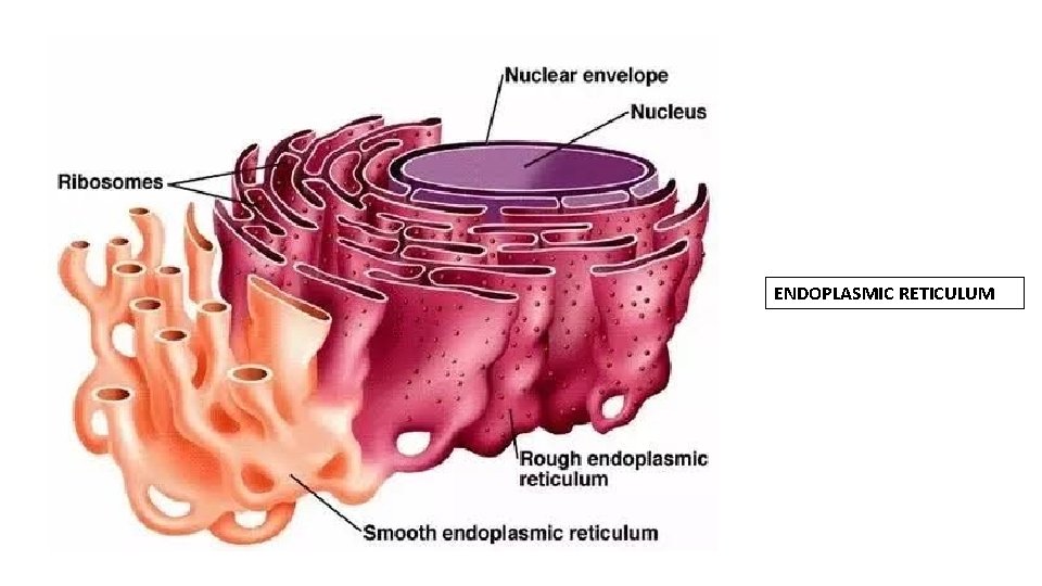 TOPIC VESICULAR TRAFFICKING AND ENDOMEMBRANE SYSTEM GENERAL INTRODUCTION