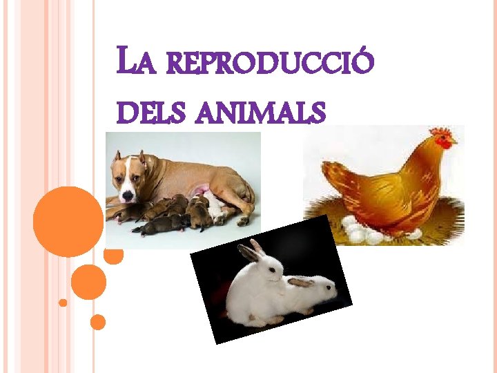 LA REPRODUCCIÓ DELS ANIMALS 