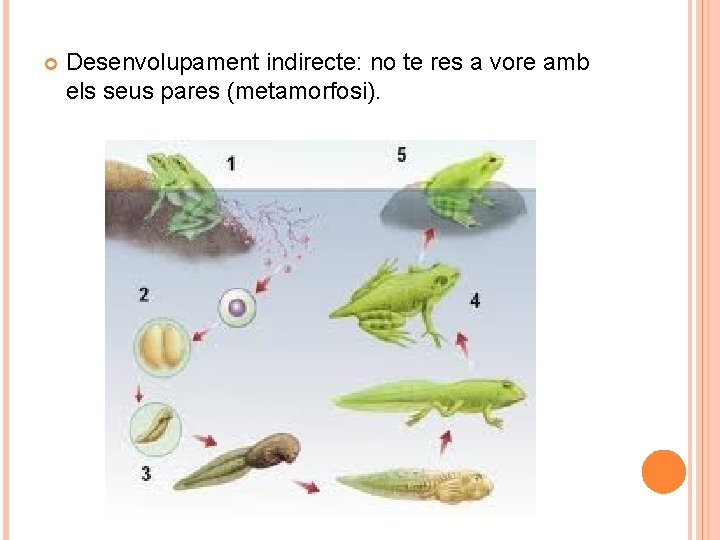  Desenvolupament indirecte: no te res a vore amb els seus pares (metamorfosi). 