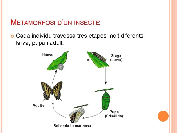 METAMORFOSI D’UN INSECTE: Cada individu travessa tres etapes molt diferents: larva, pupa i adult.