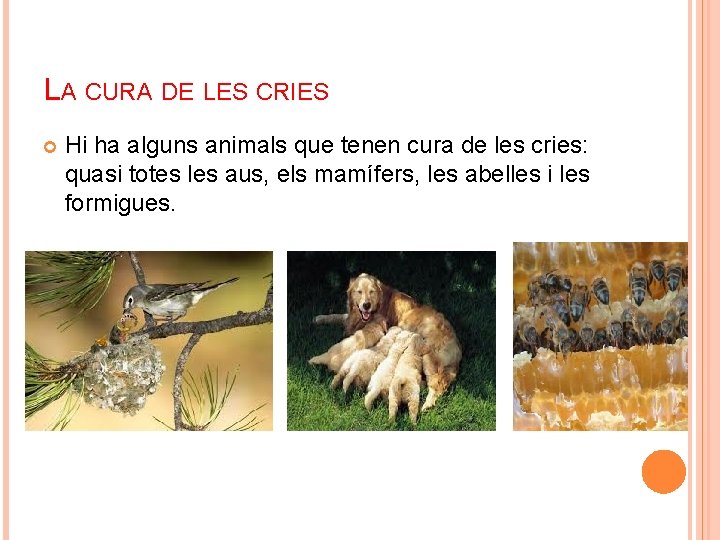 LA CURA DE LES CRIES Hi ha alguns animals que tenen cura de les