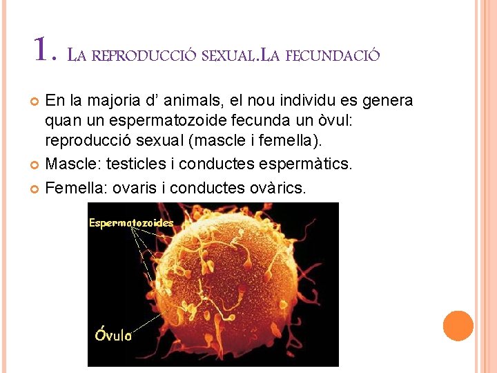 1. LA REPRODUCCIÓ SEXUAL. LA FECUNDACIÓ En la majoria d’ animals, el nou individu