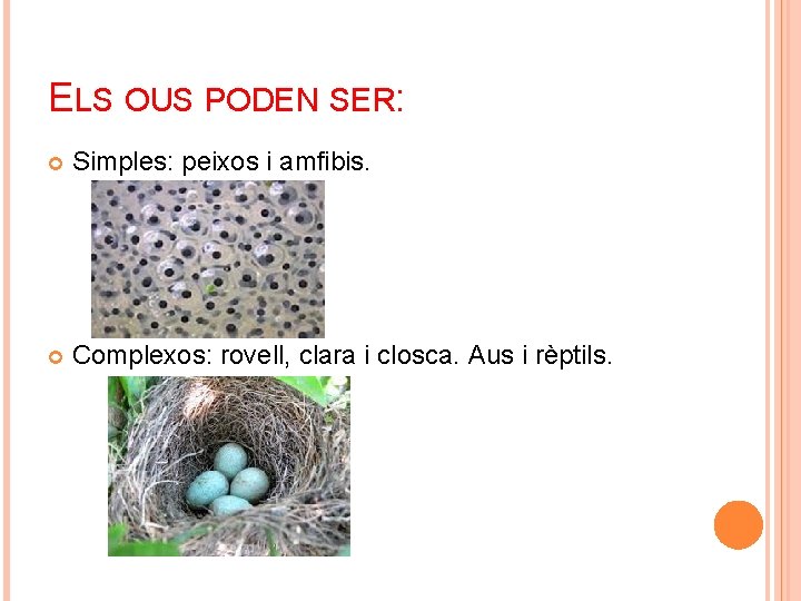 ELS OUS PODEN SER: Simples: peixos i amfibis. Complexos: rovell, clara i closca. Aus