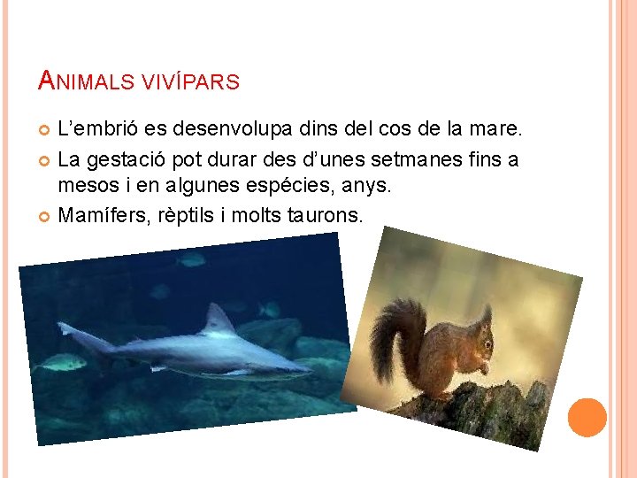 ANIMALS VIVÍPARS L’embrió es desenvolupa dins del cos de la mare. La gestació pot