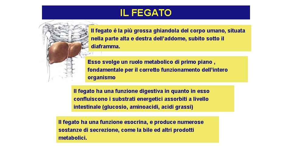 IL FEGATO Il fegato la pi grossa ghiandola