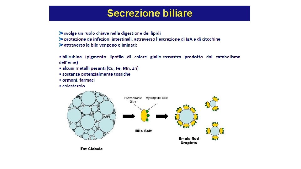 Secrezione biliare Secrezione biliare