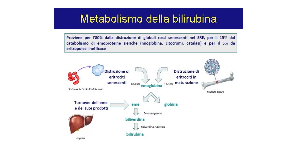 Metabolismo della bilirubina Metabolismo della bilirubina
