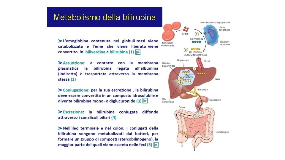 Metabolismo della bilirubina Metabolismo della bilirubina