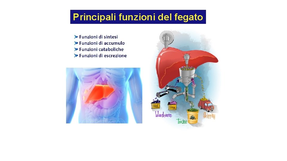 Principali funzioni del fegato Principali funzioni del fegato