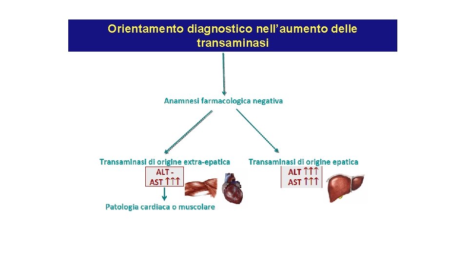 Orientamento diagnostico nell’aumento delle transaminasi Orientamento diagnostico nell’aumento delle transaminasi