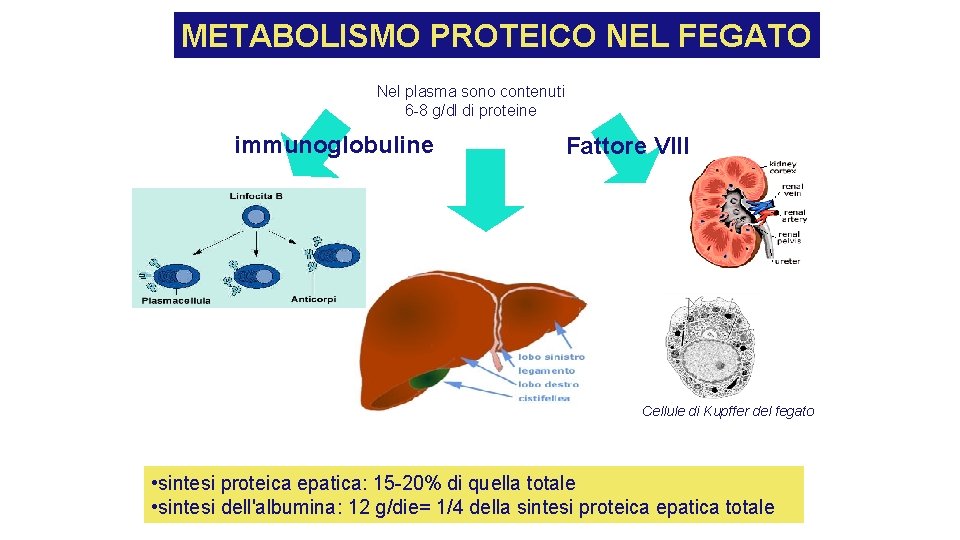 METABOLISMO PROTEICO NEL FEGATO Nel plasma sono contenuti 6 -8 g/dl di proteine immunoglobuline METABOLISMO PROTEICO NEL FEGATO Nel plasma sono contenuti 6 -8 g/dl di proteine immunoglobuline