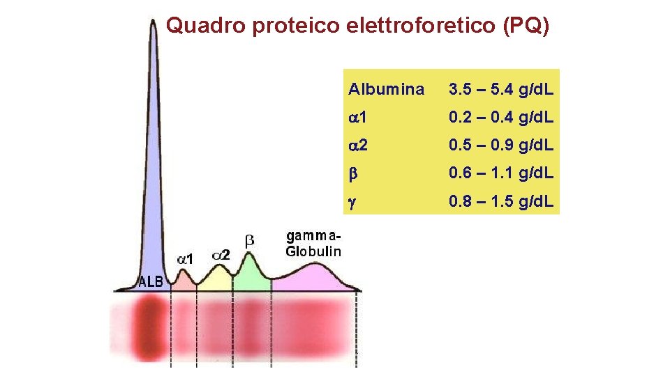 Quadro proteico elettroforetico (PQ) Albumina 3. 5 – 5. 4 g/d. L a 1 Quadro proteico elettroforetico (PQ) Albumina 3. 5 – 5. 4 g/d. L a 1