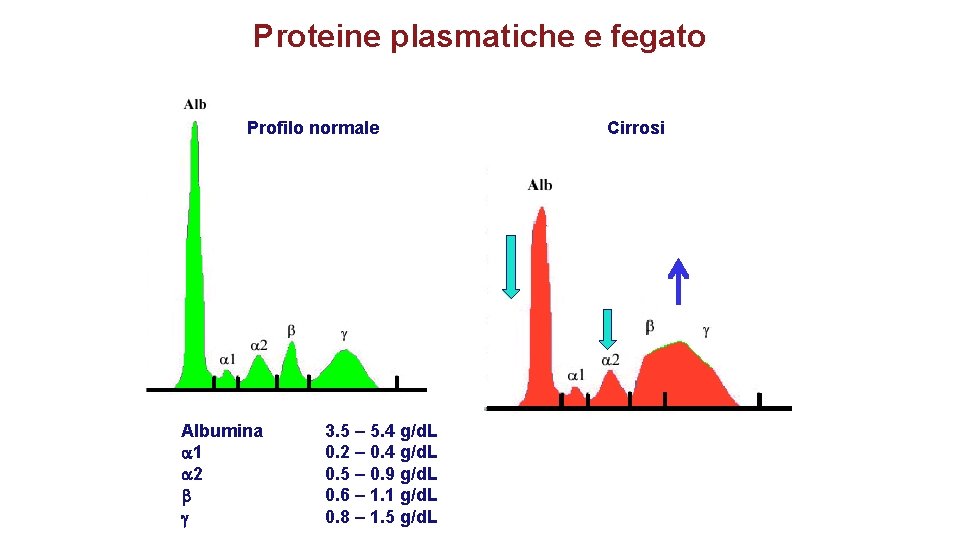 Proteine plasmatiche e fegato Profilo normale Albumina a 1 a 2 b g 3. Proteine plasmatiche e fegato Profilo normale Albumina a 1 a 2 b g 3.