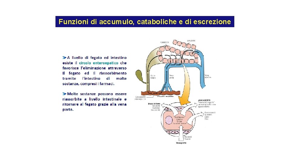 Funzioni di accumulo, cataboliche e di escrezione Funzioni di accumulo, cataboliche e di escrezione