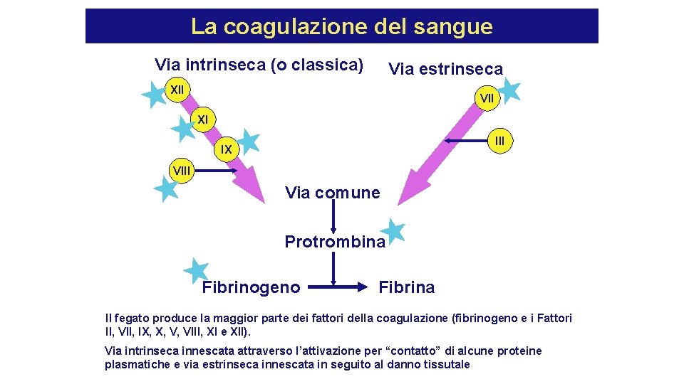 La coagulazione del sangue Via intrinseca (o classica) Via estrinseca XII VII XI III La coagulazione del sangue Via intrinseca (o classica) Via estrinseca XII VII XI III