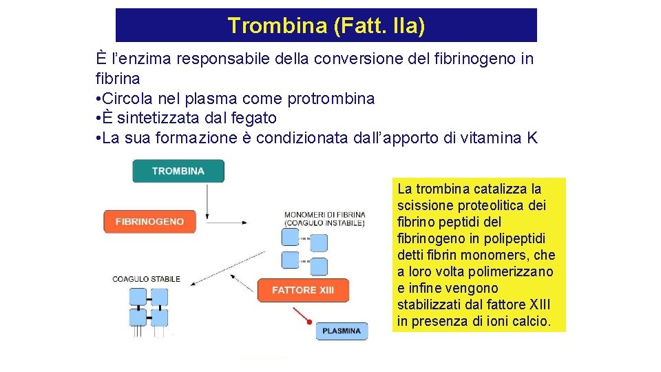 Trombina (Fatt. IIa) È l’enzima responsabile della conversione del fibrinogeno in fibrina • Circola Trombina (Fatt. IIa) È l’enzima responsabile della conversione del fibrinogeno in fibrina • Circola