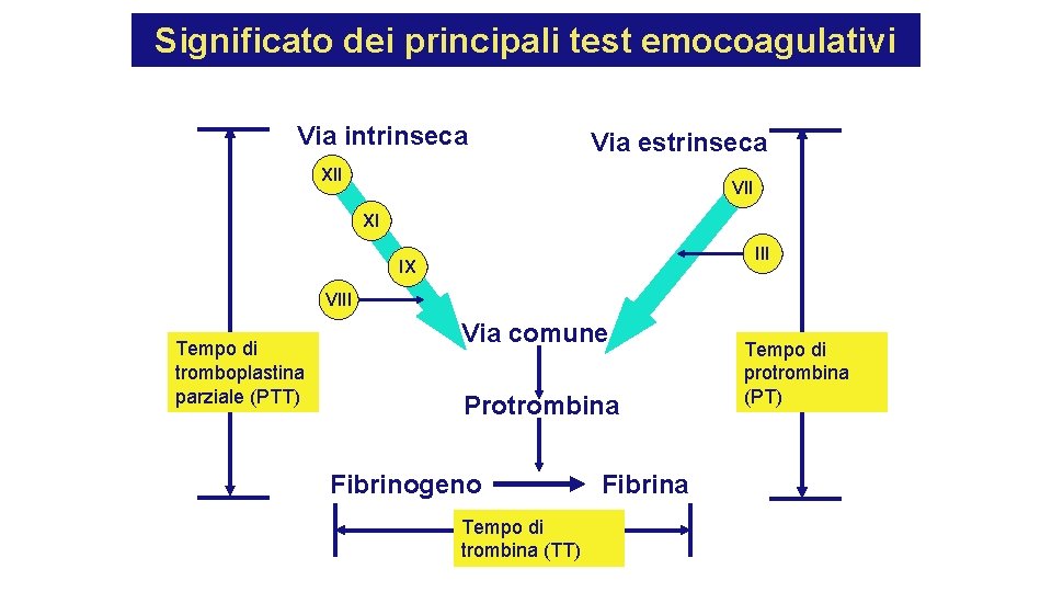 Significato dei principali test emocoagulativi Via intrinseca Via estrinseca XII VII XI III IX Significato dei principali test emocoagulativi Via intrinseca Via estrinseca XII VII XI III IX