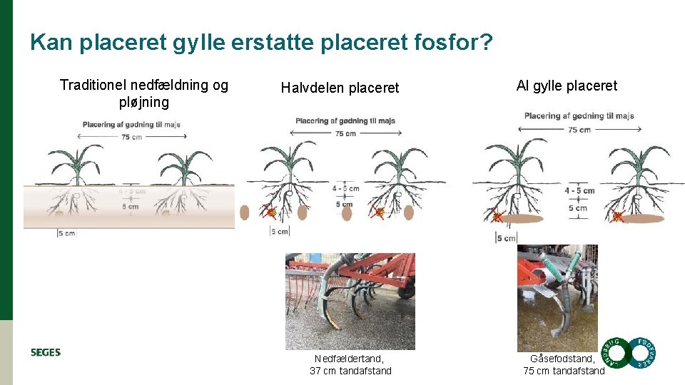 Kan placeret gylle erstatte placeret fosfor? Traditionel nedfældning og pløjning Halvdelen placeret Nedfældertand, 37