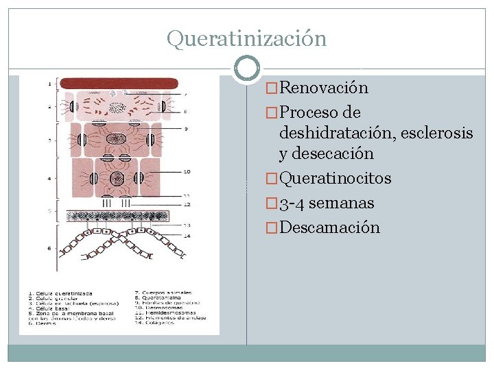 Queratinización �Renovación �Proceso de deshidratación, esclerosis y desecación �Queratinocitos � 3 -4 semanas �Descamación