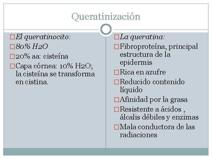 Queratinización �El queratinocito: �La queratina: � 80% H 2 O �Fibroproteína, principal � 20%