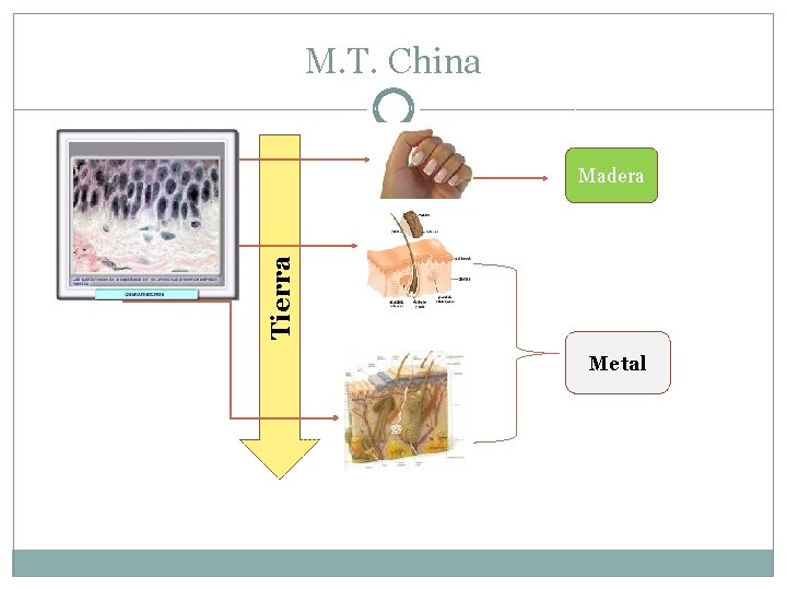 M. T. China Tierra Madera Metal 