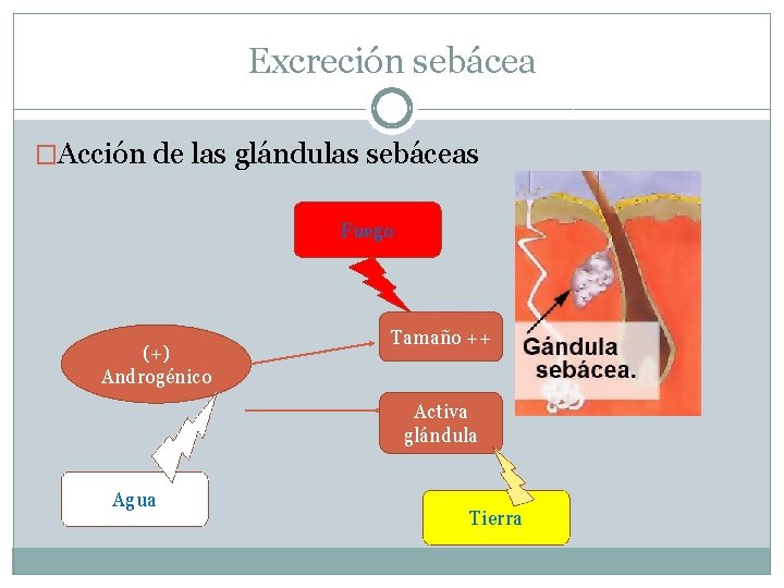Excreción sebácea �Acción de las glándulas sebáceas Fuego (+) Androgénico Tamaño ++ Activa glándula