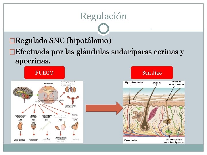 Regulación �Regulada SNC (hipotálamo) �Efectuada por las glándulas sudoríparas ecrinas y apocrinas. FUEGO San