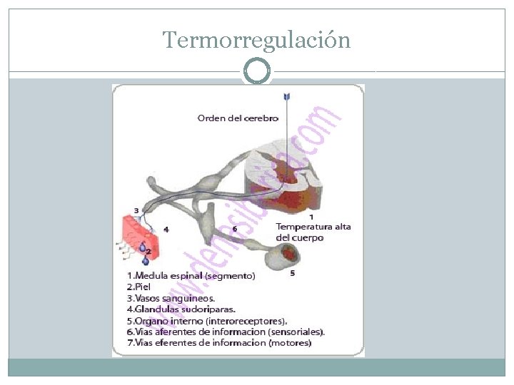 Termorregulación 