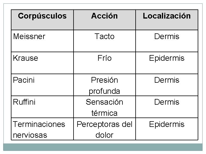 Corpúsculos Acción Localización Tacto Dermis Krause Frío Epidermis Pacini Presión profunda Sensación térmica Perceptoras