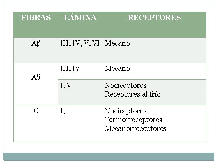 FIBRAS Aβ Aδ C LÁMINA RECEPTORES III, IV, V, VI Mecano III, IV Mecano