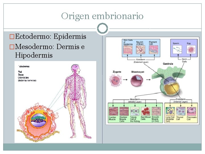 Origen embrionario �Ectodermo: Epidermis �Mesodermo: Dermis e Hipodermis 