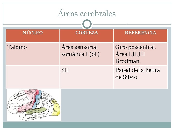 Áreas cerebrales NÚCLEO Tálamo CORTEZA REFERENCIA Área sensorial somática I (SI) Giro poscentral. Área