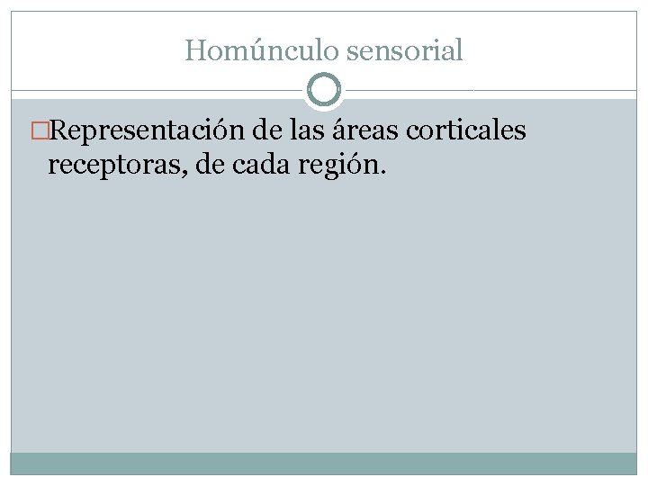 Homúnculo sensorial �Representación de las áreas corticales receptoras, de cada región. 