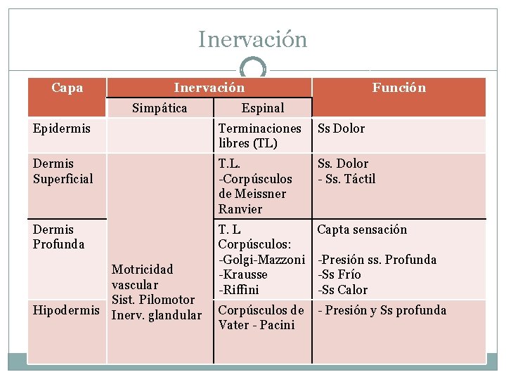 Inervación Capa Inervación Simpática Función Espinal Epidermis Terminaciones libres (TL) Ss Dolor Dermis Superficial