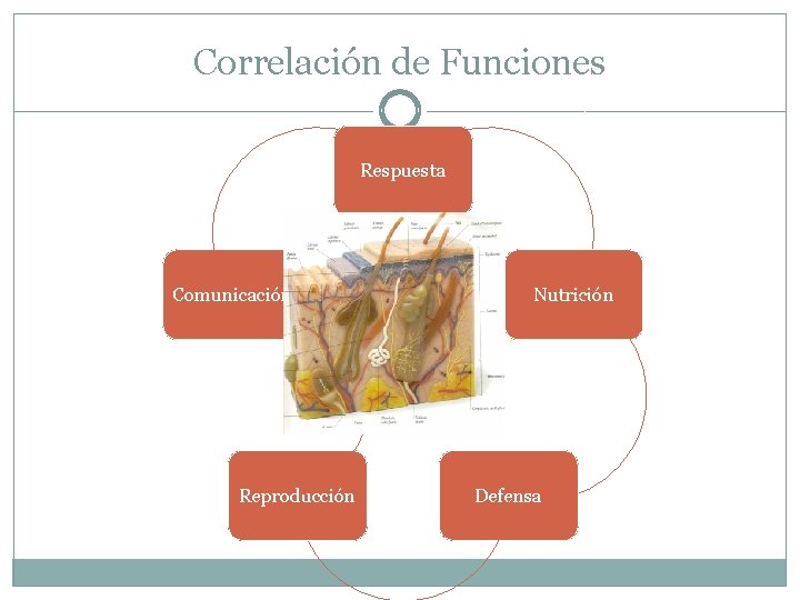 Correlación de Funciones Respuesta Comunicación Reproducción Nutrición Defensa 