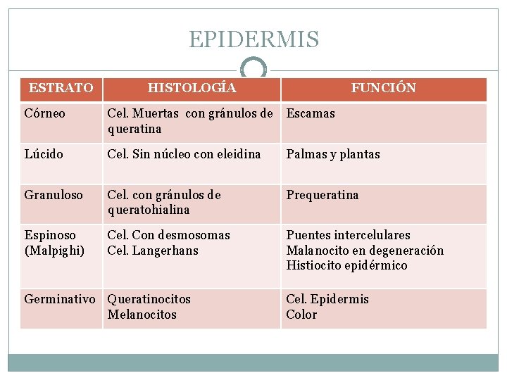 EPIDERMIS ESTRATO HISTOLOGÍA FUNCIÓN Córneo Cel. Muertas con gránulos de queratina Escamas Lúcido Cel.