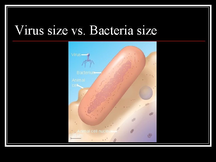 Virus size vs. Bacteria size Virus Bacterium Animal cell nucleus 0. 25 m Virus size vs. Bacteria size Virus Bacterium Animal cell nucleus 0. 25 m